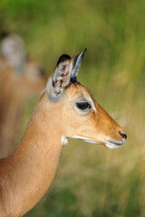 Obraz premium Antelope