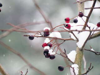 red berries on a branch