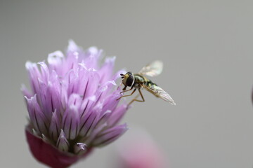 Biene an Schnittlauchblüte