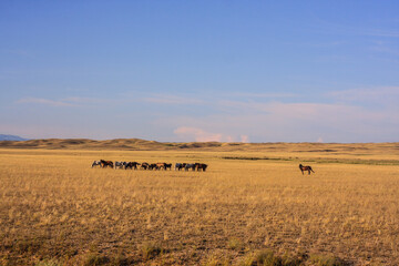 Beautiful wild horses in the steppe , golden grass and blue sky