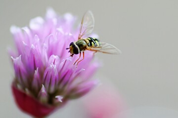 Biene an Schnittlauchblüte