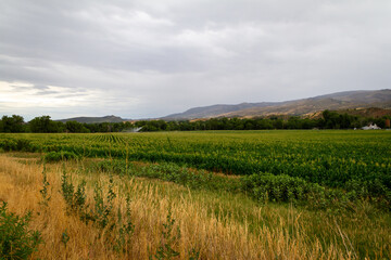 Obraz premium Farm_Fort Collins Colorado