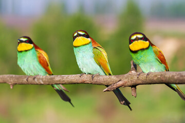 Naklejka na ściany i meble beautiful and funny birds three of them look into the frame
