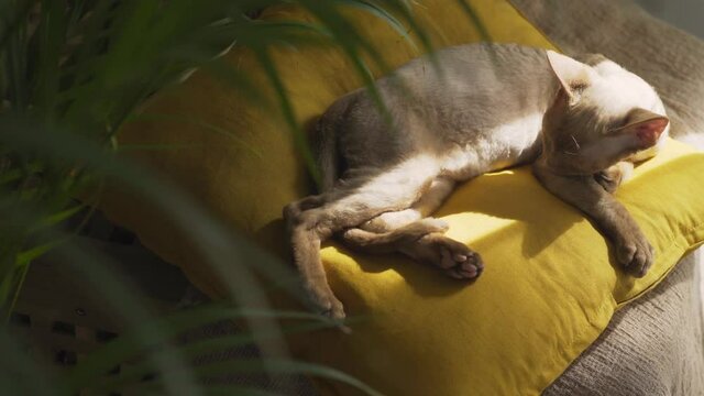 Upper view adorable little beige devon rex kitten sleeps lying on soft yellow pillow near potted houseplant lit by bright sunlight stripe in room close-up