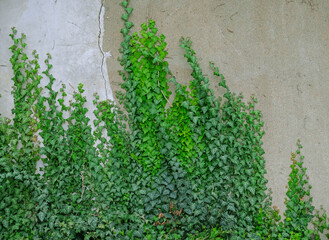 Green ivy leaves curls up the gray plaster wall. Textured background of leaves. Green plant wall texture for backdrop design and eco wall and die-cut for artwork. Old plaster wall with cracks.