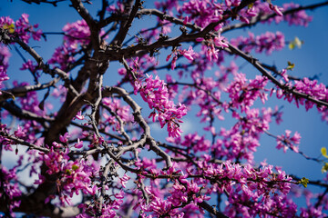 Arbol del Amor o Cercis siliquastrum, con fondo de cielo azul totalmente florecido en primavera