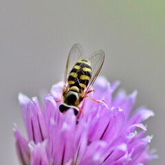 Biene an Schnittlauchblüte
