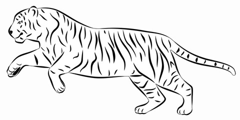Fototapeta na wymiar illustration of a tiger , vector drawing 