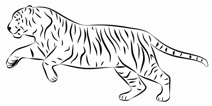 illustration of a tiger , vector drawing 