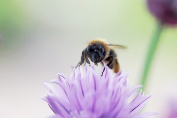Biene an Schnittlauchblüte
