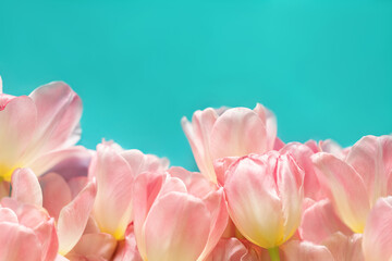 Gently pink tulip flowers on a turquoise one-way background. View from above. Place for the...