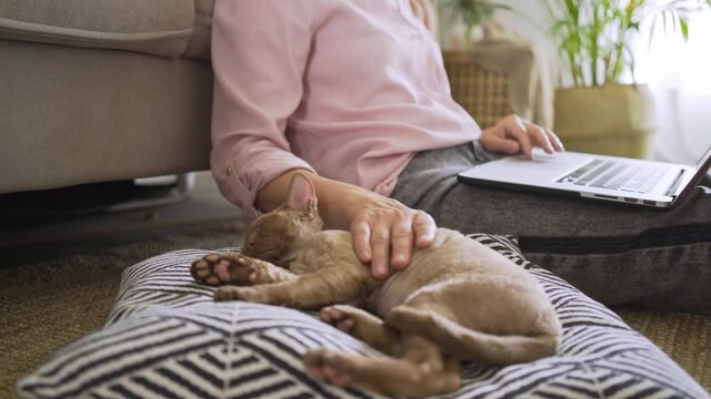 Unrecognizable woman in pink blouse strokes adorable devon rex sleeping kitten by hand working on modern laptop on striped blanket in light room close-up