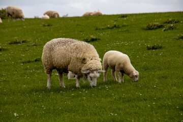 Wanderpfad Langwarder Groden, Fedderwardersiel 16