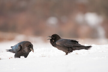 Obraz premium Two black crows in the winter habitat Corvus corax
