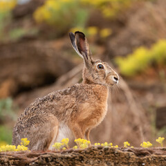 European hare is sitting in the grass. Lepus europaeus © Tatiana