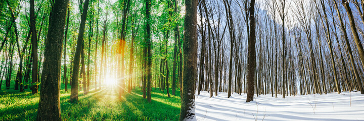 Fototapeta na wymiar transitional season in the forest from winter to summer spring