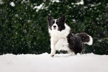 Black and White Border Collie Dog Runs in Snow during Snowfall in the Garden. Sheepdog Enjoys Cold Weather.