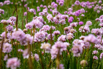 Strand-Grasnelke - Langwarder Groden - 3