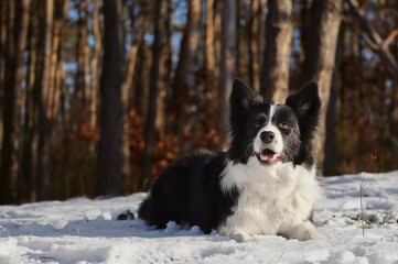 Happy Border Collie Lies Down in Snow in Winter Forest. Adorable Black and White Dog in Sunny Woods.