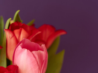 Close up view to the pink and red tulips on vivid background.