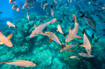 Banc de poissons, passe de Tiputa à Rangiroa, Polynésie française