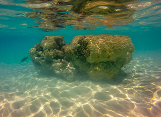 Corail du lagon bleu de Rangiroa, Polynésie française