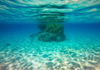 Corail du lagon bleu de Rangiroa, Polynésie française