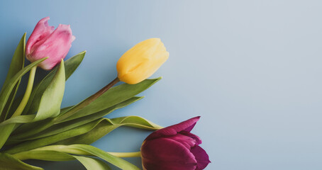 blue Easter background with yellow, pink and purple tulips. spring March flowers. spaces for text
