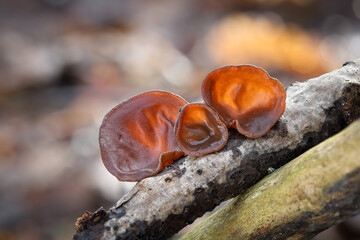 Closeup shot of edible mushrooms known as Wood ear