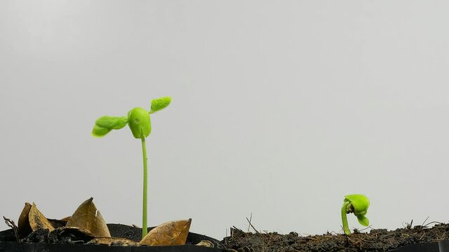 Rain tree seedling,HD time lapse.
A strong plant has grown fast while another  can not survive,isolated on white background.