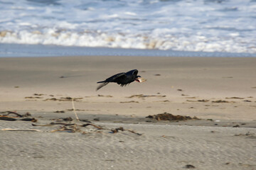 Black Crows feeding on fish parts on the beach in Japan. A large beak and big piece of fish. Big Bird
