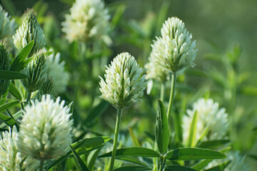 Closeup nature view of  beautiful white clover flowers on blurred green floral background