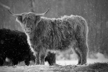 Hiding Angus cow in snow