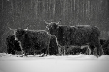 Hiding Angus cow in snow