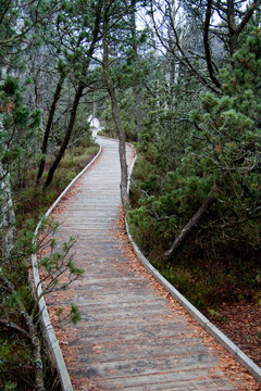 path in the forest / Chalupska moor, Sumava national park, Czech Republic