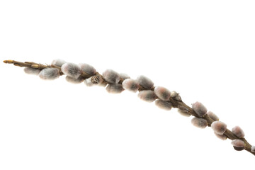pussy willow branch isolated © ksena32
