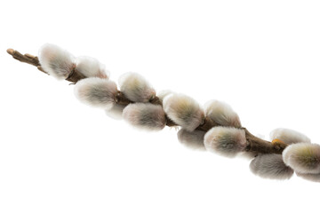 pussy willow branch isolated
