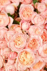Many bright pink roses close up background.