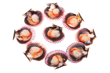 scallops in shells isolated