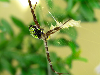 spider on a branch