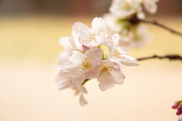 Obraz na płótnie Canvas 桜/Sakura tree flower (cherry blossom)