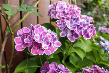 Purple hydrangea/アジサイ