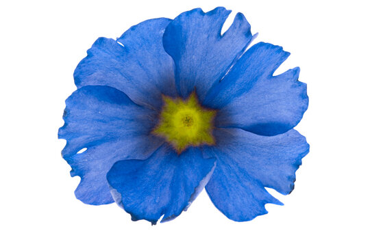 Blue Primrose Isolated