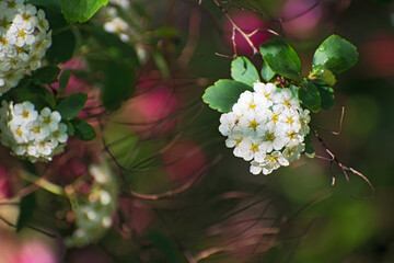 The  fresh branch with inflorescences of white spirea flowers after rain