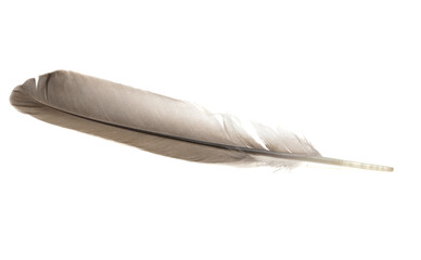 bird feather isolated