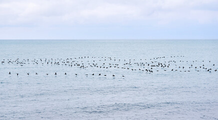 seascape with a flock of migratory birds flying low over the water