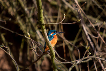 kingfisher on branch