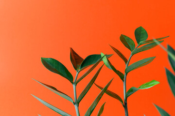 Fototapeta na wymiar Sprigs of zamiokulkas on an orange background. The concept of minimalism. Selective focus