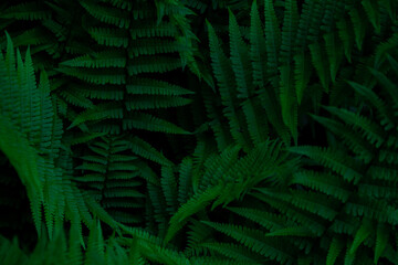 Naklejka na ściany i meble Fern leaves background. Green leaves of a bush. Free space. Green wild vegetation in nature for nature theme background design. Deciduous plant in nature. Green background