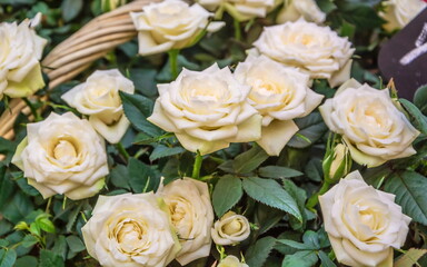 Basket with soft cream and white roses